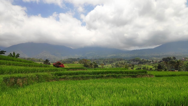 Jatiluwih paddy field rice terraces in Bali