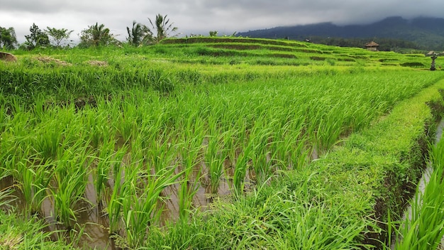 Jatiluwih rice terrace day in Ubud Bali