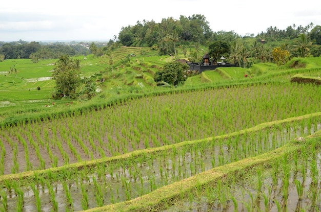 Jatiluwih rice terrace in Ubud Bali