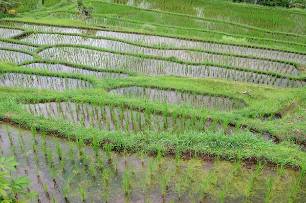 Jatiluwih rice terrace in Ubud Bali