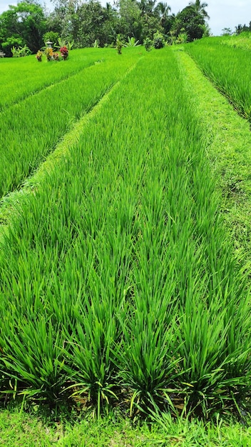 Jatiluwih rice terrace with sunny day