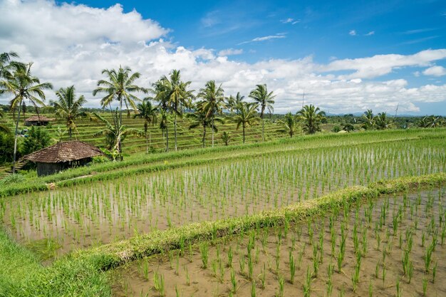 Paesaggio di terrazze di riso jatiluwih a bali indonesia