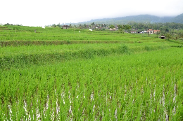 Jatiluwih rijstterras in Ubud Bali