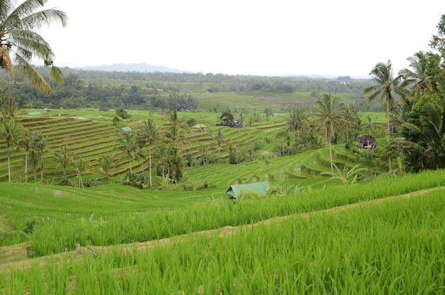 Jatiluwih rijstterras in Ubud Bali