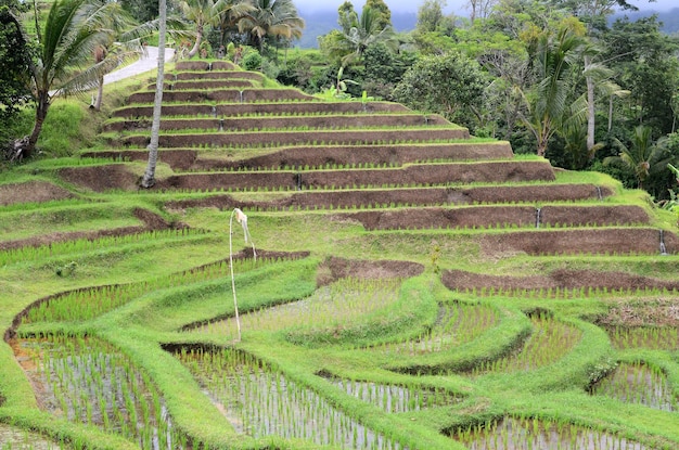 Jatiluwih rijstterras in Ubud Bali