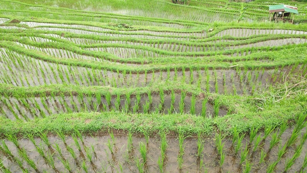 Foto jatiluwih rijstterras met zonnige dag in ubud bali