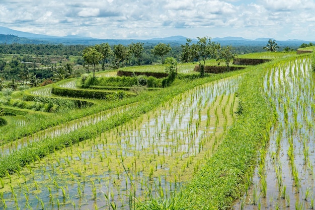 Jatiluwih rijstterrassen landschap in Bali Indonesië