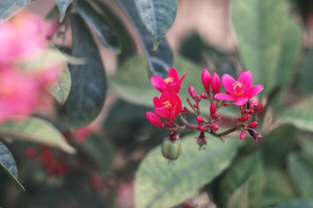 ジャトロファの花小さな赤い花が咲く低木