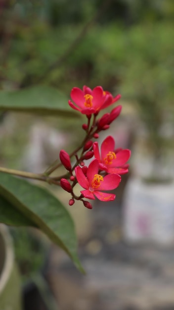 写真 ジャトロファ・インテゲリマ (jatropha integerrima) は,花の植物の一種である.
