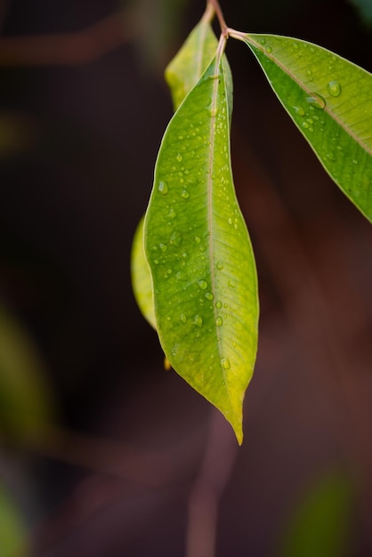 Java Pruim Groene Bladeren