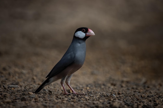 Java sparrow on the ground Animal Portait