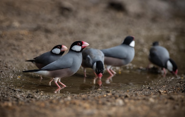 Java sparrow on the ground Animal Portait