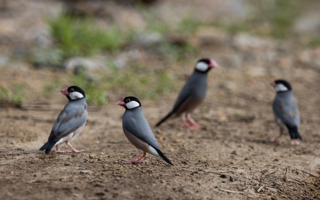 Java sparrow on the ground Animal Portait