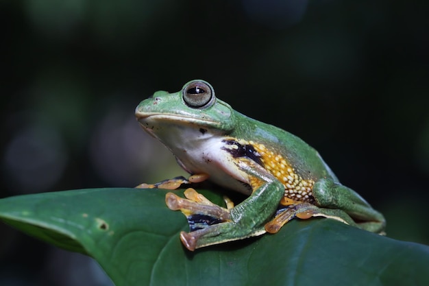 Javaanse boomkikker close-up op groene bladeren