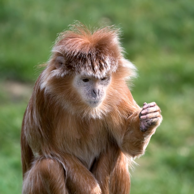 Javaanse Lutung (Trachypithecus auratus)