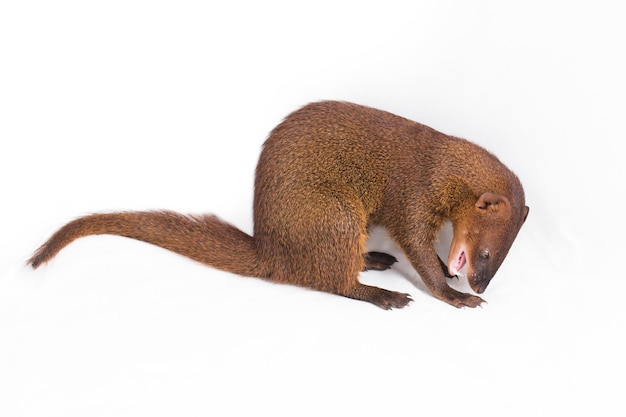 Javaanse mangoest of kleine Aziatische mangoest (Herpestes javanicus) geïsoleerd op een witte achtergrond