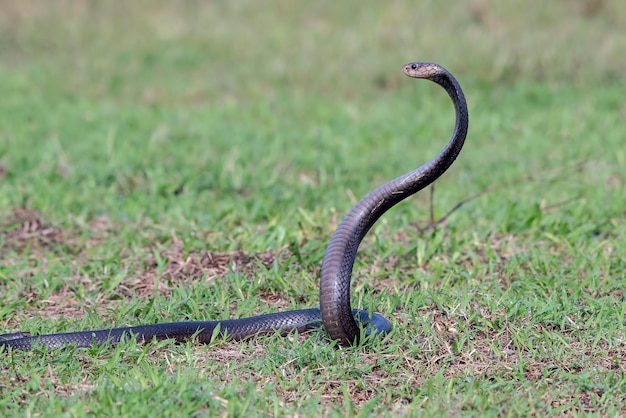 Foto javaanse spugende cobra op een grasland