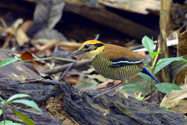 Javan banded pitta an their environment