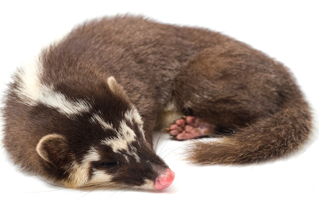 The Javan ferret-badger on white background