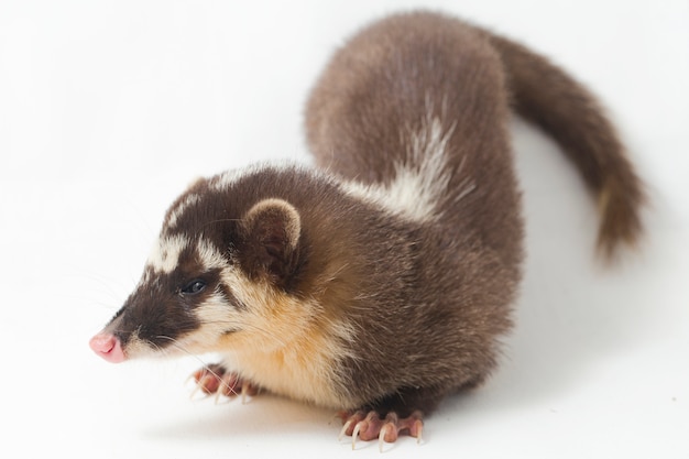 The Javan ferret-badger on white background