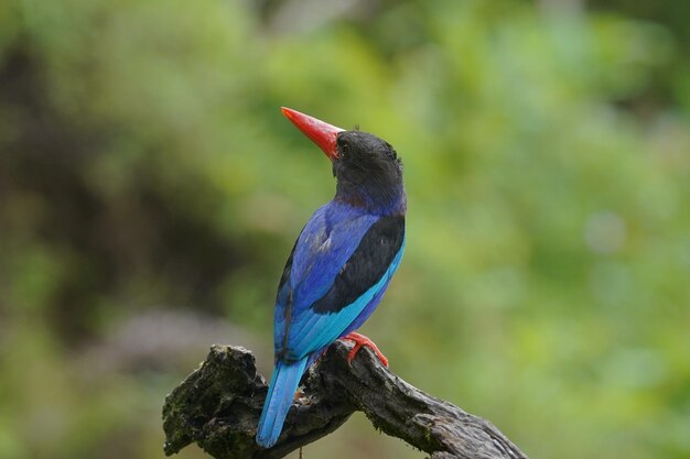 the javan kingfisher perched on a branch