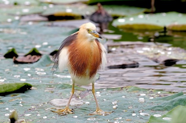 Javan Pond heron Ardeola speciosa Красивые птицы Таиланда