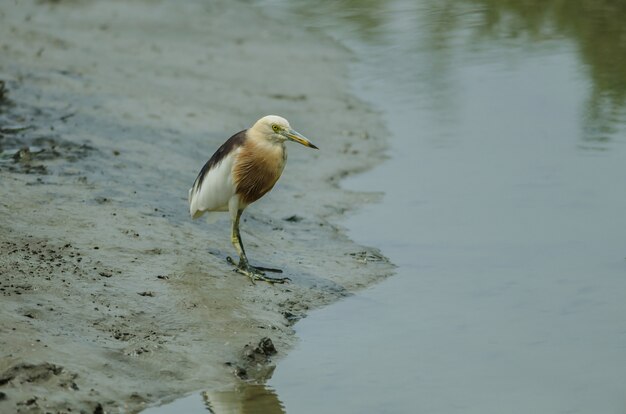 Javan pond heron (ardeola speciosa)