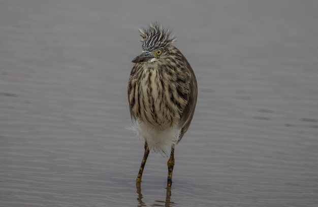 Javan pond heron in the pond animal portrait