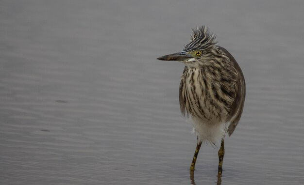 Javan pond heron in the pond animal portrait