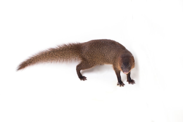Javan Small asian mongoose isolated on white background