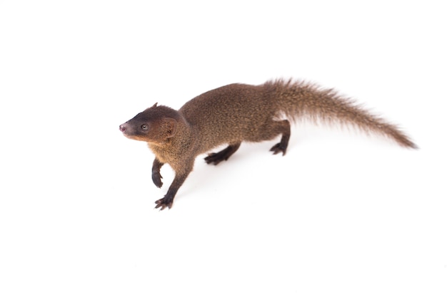 Javan Small asian mongoose isolated on white background