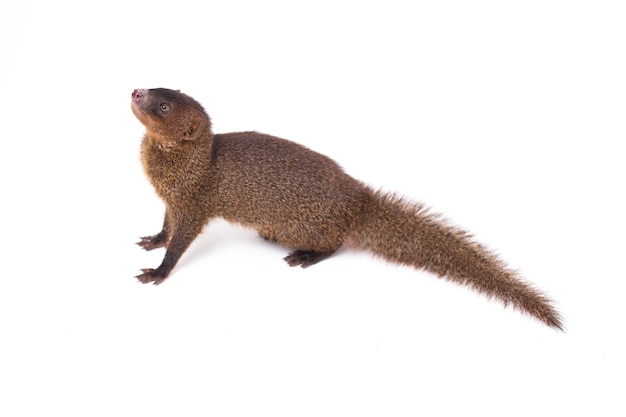 Javan Small asian mongoose isolated on white background