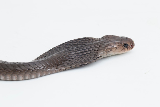 Яванская плюющая кобра Naja sputatrix, изолированные на белом фоне