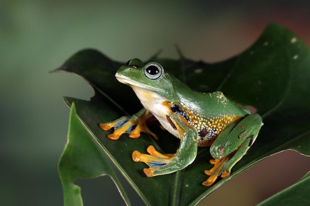 Яванская древесная лягушка крупным планом на зеленых листьях