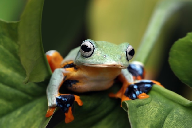 Javan tree frog front view on green leaves