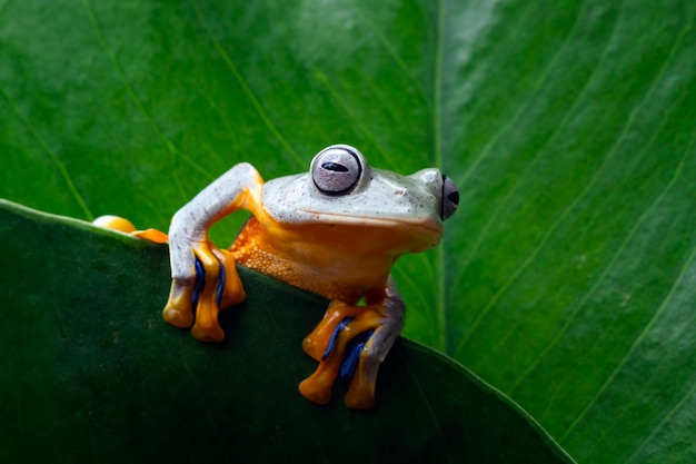 Javan tree frog on green leaves, flying frog on leaves