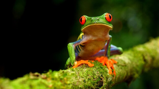 Photo the javan tree frog photo