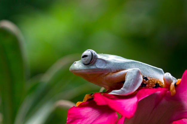 Javan tree frog on red flower