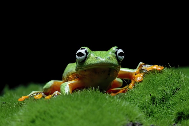 黒の背景を持つ苔に座っているジャワのアマガエル