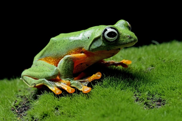 黒の背景を持つ苔に座っているジャワのアマガエル