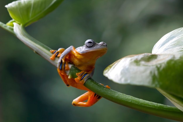 Javan tree frog sitting on branch