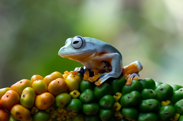 Javan tree frog on yellow fruit