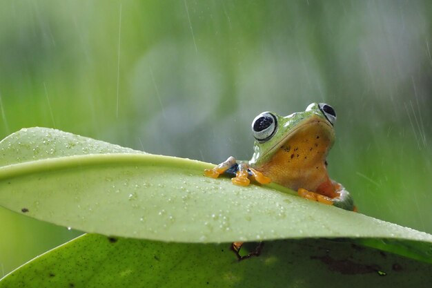 Javanese tree frog on green leaf flying frog sitting on green leaf beautiful tree frog on green leaf rachophorus reinwardtii