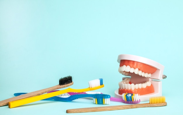 модель челюсти и зубные щетки концепция, как правильно чистить зубы или выбрать зубную щетку