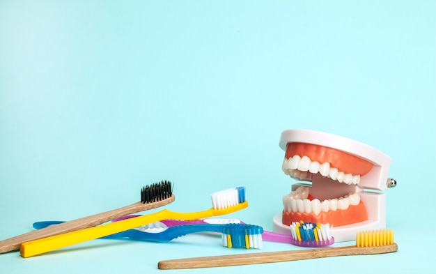 Jaw model and toothbrushes The concept of how to properly brush your teeth or choose a toothbrush