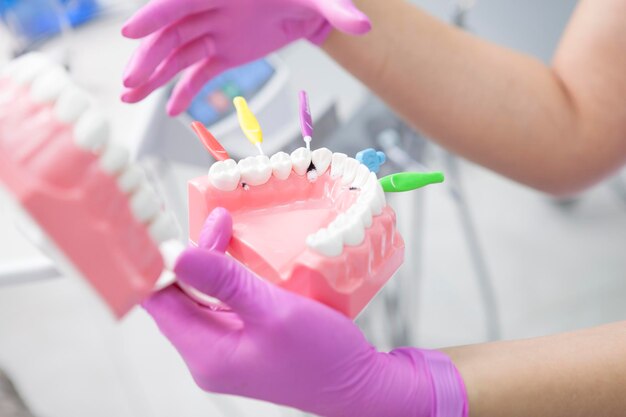 Jaw model with interdental toothbrushes between teeth in the hands of unrecognizable dentist