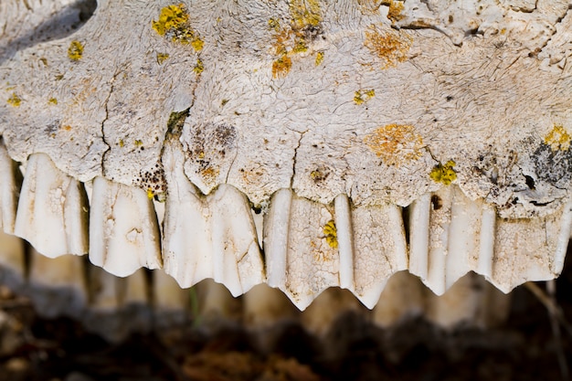 Photo jaw with teeth of sheep