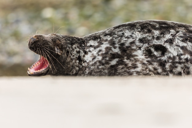 Jawing seal lying on the beach