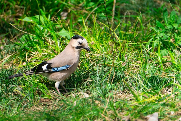 A jay bird in the grass