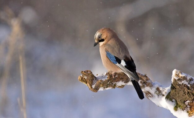 jay bird site on the branch in the forest